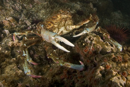 螃蟹海生活水下加州礁岛