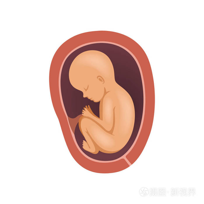 插画 胎儿在子宫内, 8 月, 胚胎发育阶段在白色背景下的向量图示.
