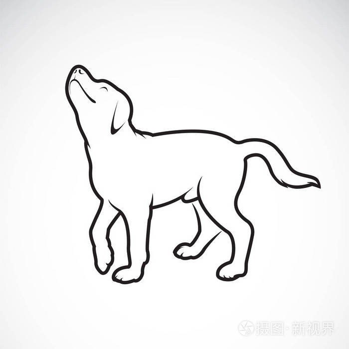 在白色背景下的狗拉布拉多的矢量.宠物动物.容易
