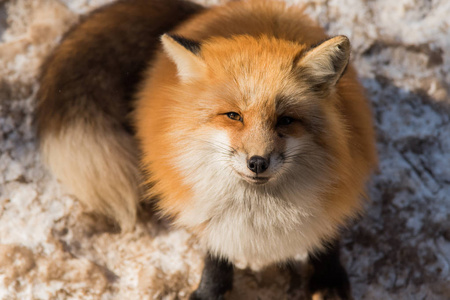 冬季的赤狐