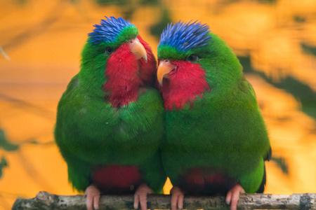 蓝冠澳洲鹦鹉图片
