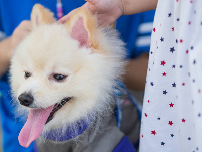 和孩子一起玩的特写白色博美犬