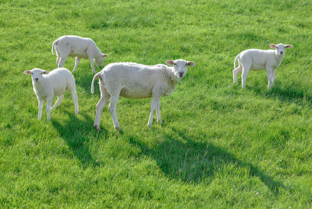 在阳光明媚的日子里, 羊和羔羊在绿色的草地上放牧。