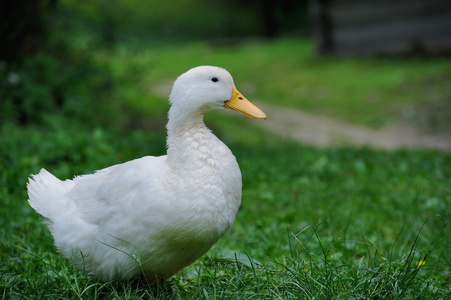 绿色的草地上一只白鸭子