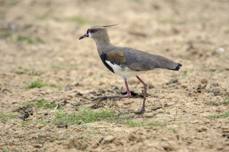 南拉布林vanellus chilensis