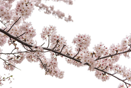 樱花与软焦点 樱花季节在日本，背景