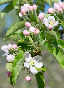 春天盛开的苹果园特写
