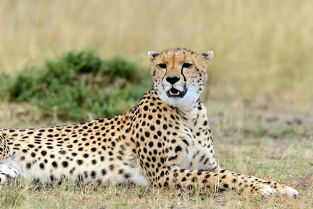 猎豹。非洲肯尼亚