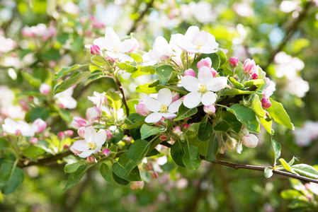 盛开的苹果树, 美丽的特写花