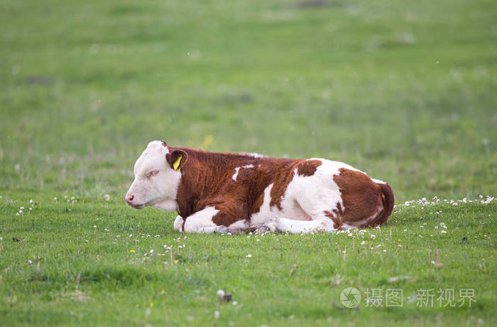 犊牛躺在草地上