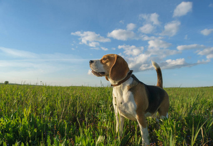 在绿色的田野，在夏天的傍晚散步小猎兔犬
