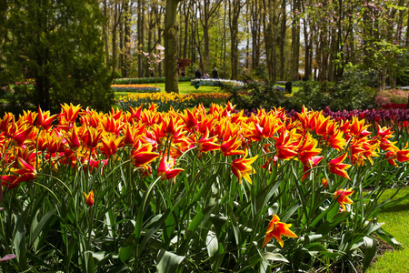 五颜六色的花朵在春天公园。花卉景观