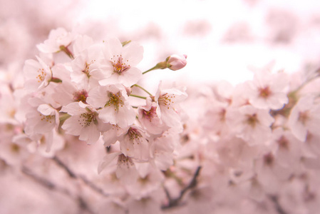 樱花与软焦点 樱花季节在日本，背景