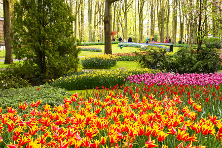 五颜六色的花朵在春天公园。花卉景观