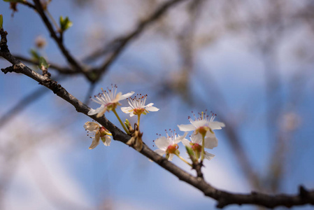 粉红色的樱花樱花