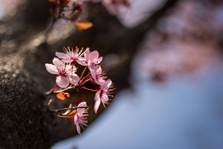 粉红色的樱花樱花