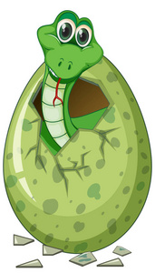 绿蛇孵化蛋