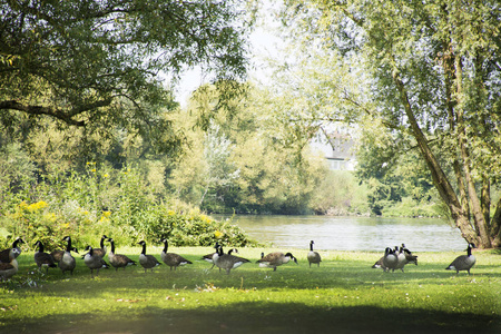 银子在德国河畔的公共公园图片