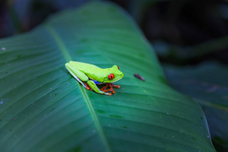 红眼树蛙，哥斯达黎加雨林