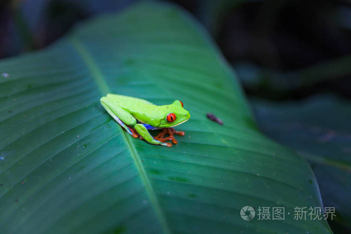 红眼树蛙,哥斯达黎加雨林