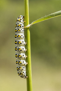 毛蕊花蛾，Cocullia 皮蠹的毛虫