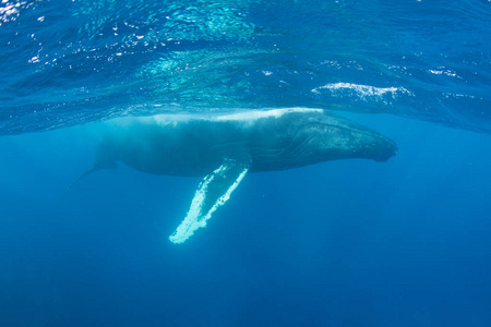 驼背鲸呼吸在表面的加勒比海