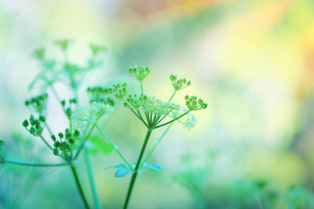 绿色鲜花的温柔图片