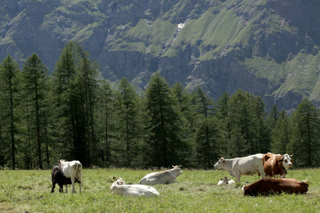 iitalian 阿尔卑斯草地上的奶牛放牧