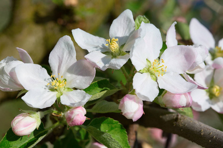 春天盛开的苹果园特写