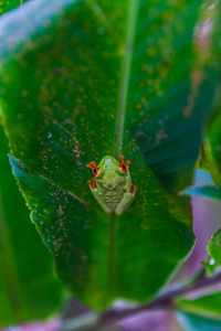 红眼树蛙，哥斯达黎加雨林
