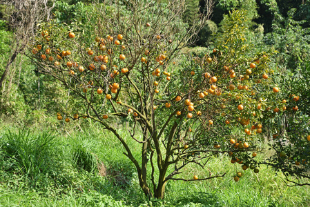 在果园里生长的橘树