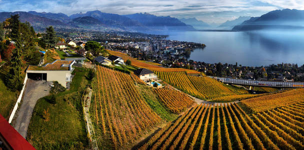 秋天葡萄园的全景在瑞士