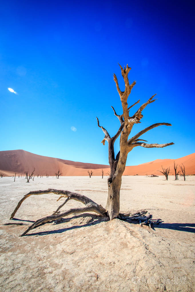在sossusvlei 沙漠死树