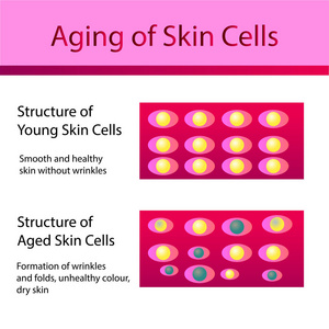 两种皮肤细胞, 年轻和衰老的皮肤
