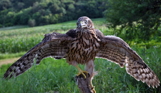 样品的翅膀年轻 hawk2