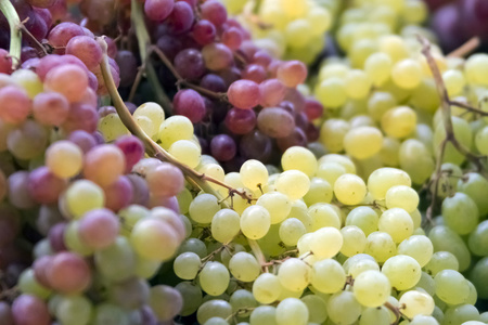 收获葡萄的品种