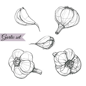 大蒜套。手工绘制的矢量图