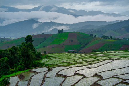 禁止 Papongpieng 水稻梯田，清迈，泰国北部