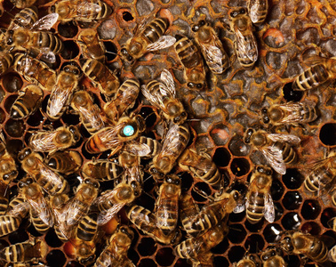 对蜂蜜工作蜜蜂