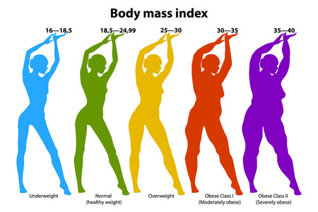 身体质量指数 Bmi。矢量医疗图表