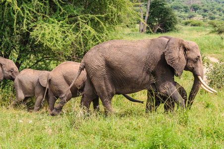 大象的家族在坦桑尼亚的塔兰吉雷公园，