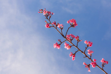 美丽的野生喜马拉雅樱桃花