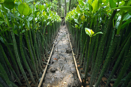 红树林种植苗排