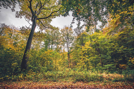 秋天的森林风光, 秋天的秋叶在五颜六色的树上落下