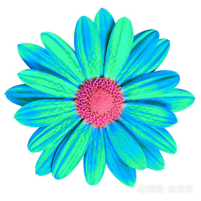 花园花青色粉红色雏菊在白色背景下分离.特写.宏.设计