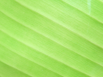 绿色的叶子纹理背景的细节