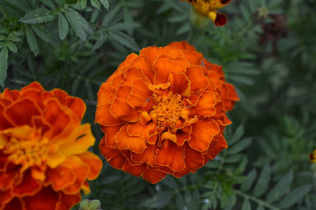 金盏花。万寿菊花园. 花坛。蓬松的芽。种花。花黄色或橙色。水平照片