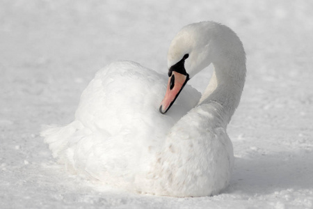 在雪上的白色天鹅