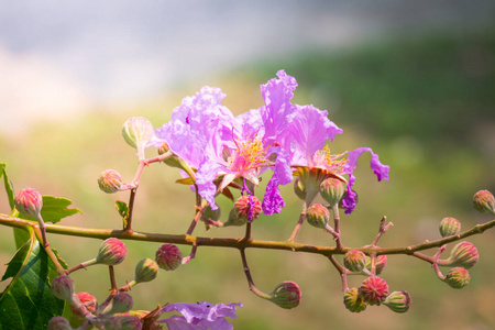 背景图像的七彩花朵