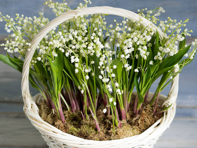 在白色的柳条篮子里的百合花。新鲜的春天的花朵作为礼物。特写